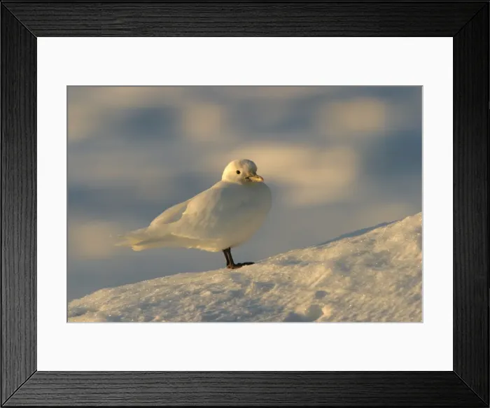 Framed Print : Ivory Gull resting on ice in north east Svalbard Framed Print : Ivory Gull resting on ice in north east Svalbard