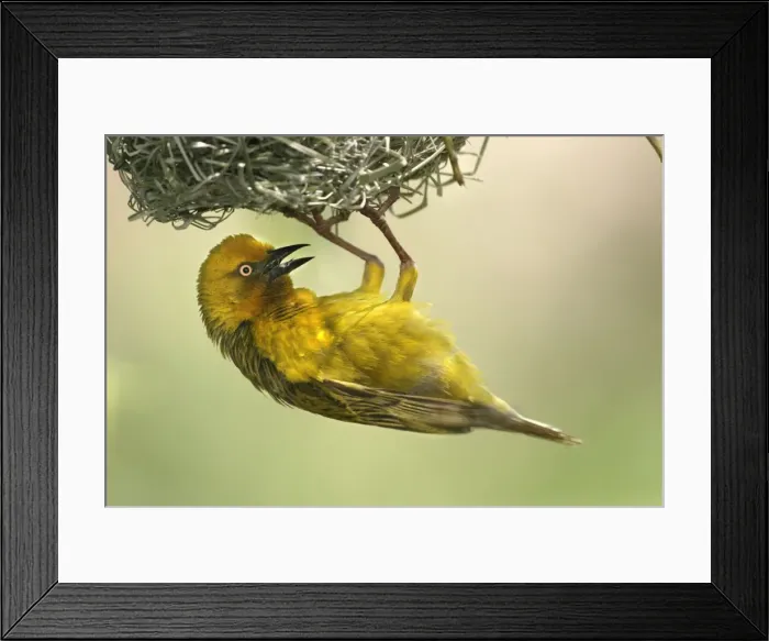 Framed Print : Cape Weaver - nest building Cape province. South africa Framed Print : Cape Weaver - nest building Cape province. South africa