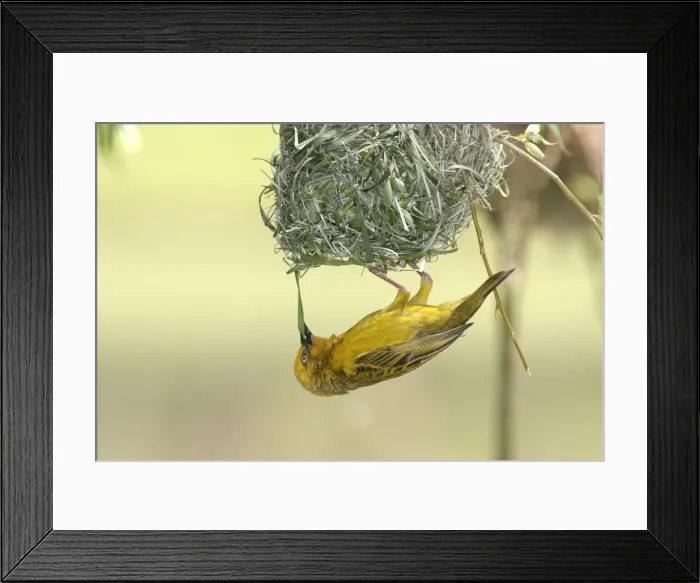 Framed Print : Cape Weaver - nest building. Upside down, constructing nest Cape province. South africa Framed Print : Cape Weaver - nest building. Upside down, constructing nest Cape province. South africa