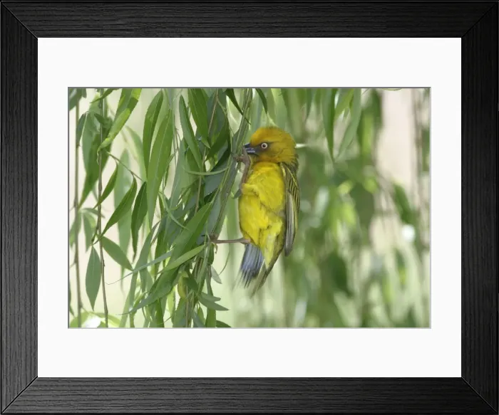 Framed Print : Cape Weaver - collecting nest material Cape province. South Africa Framed Print : Cape Weaver - collecting nest material Cape province. South Africa