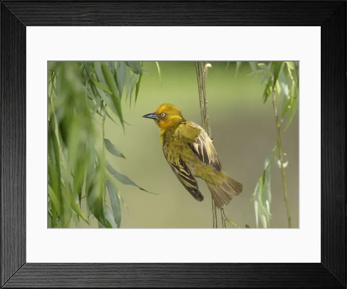 Framed Print : Cape Weaver Cape province. South Africa Framed Print : Cape Weaver Cape province. South Africa