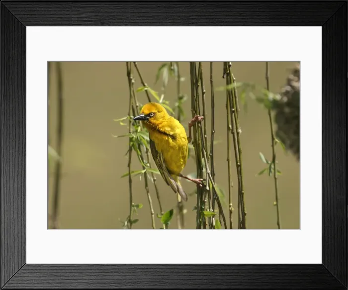 Framed Print : Cape Weaver Cape province. South Africa Framed Print : Cape Weaver Cape province. South Africa
