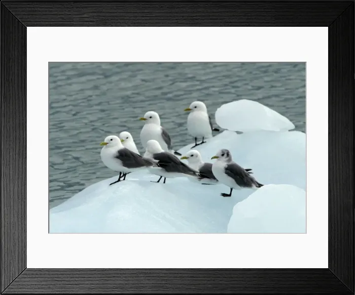 Framed Print : Black-legged Kittiwakes - flock at rest on ice floe. Spitzberg. North east Svalbard Framed Print : Black-legged Kittiwakes - flock at rest on ice floe. Spitzberg. North east Svalbard