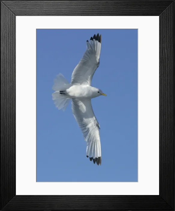Framed Print : Black-legged Kittiwake - in flight Spitzberg. North east Svalbard Framed Print : Black-legged Kittiwake - in flight Spitzberg. North east Svalbard