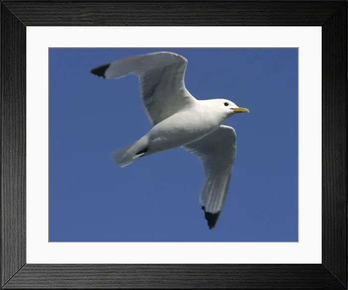 Framed Print : Black-legged Kittiwake - in flight spitzberg. Svalbard Framed Print : Black-legged Kittiwake - in flight spitzberg. Svalbard