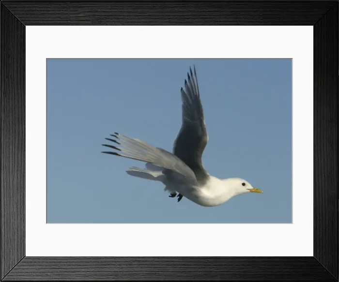 Framed Print : Black-legged Kittiwake - in flight Spitzbergen. Svalbard Framed Print : Black-legged Kittiwake - in flight Spitzbergen. Svalbard