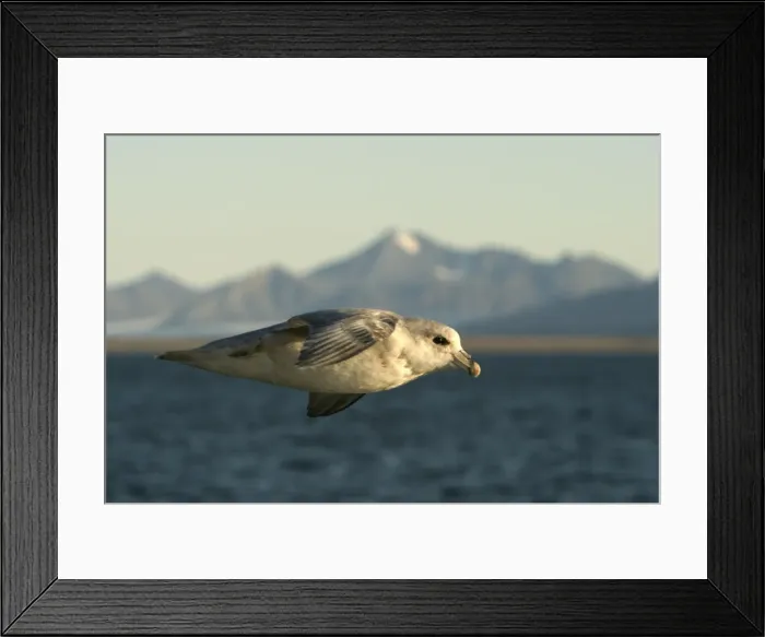 Framed Print : Northern Fulmar - in flight. Spitzbergen. Svalbard Framed Print : Northern Fulmar - in flight. Spitzbergen. Svalbard