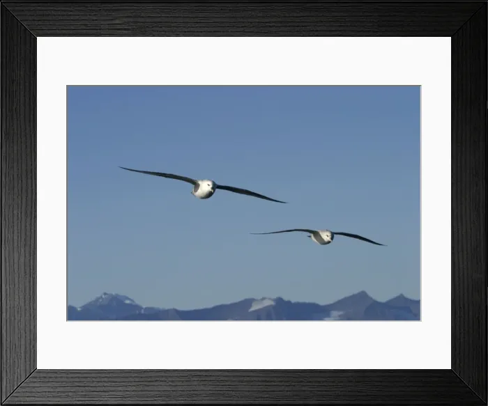 Framed Print : Northern Fulmars - in flight. Spitzbergen. Svalbard Framed Print : Northern Fulmars - in flight. Spitzbergen. Svalbard