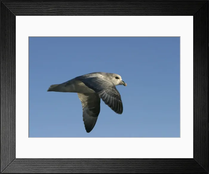 Framed Print : Northern Fulmar - in flight. Spitzbergen. Svalbard Framed Print : Northern Fulmar - in flight. Spitzbergen. Svalbard