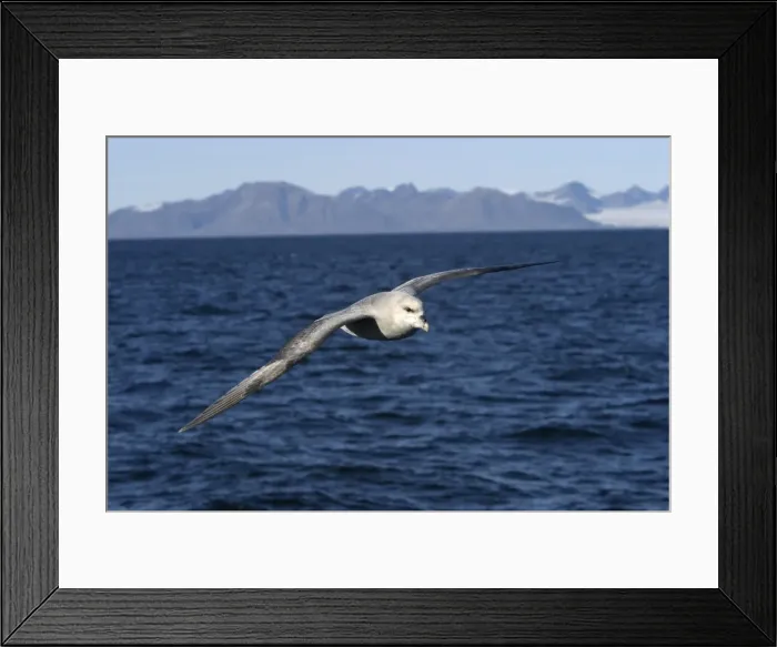 Framed Print : Northern Fulmar - in flight, at sea. Spitzbergen. Svalbard Framed Print : Northern Fulmar - in flight, at sea. Spitzbergen. Svalbard