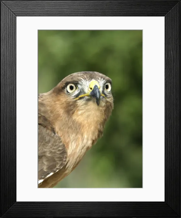 Framed Print : Jackal buzzard - close-up of face showing beak. South Africa Framed Print : Jackal buzzard - close-up of face showing beak. South Africa