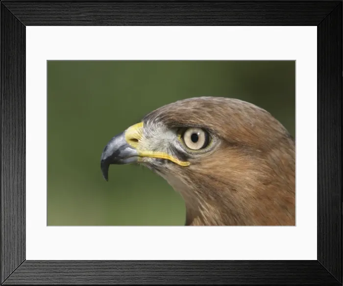 Framed Print : Jackal buzzard - close-up of face showing side view of beak. South Africa Framed Print : Jackal buzzard - close-up of face showing side view of beak. South Africa