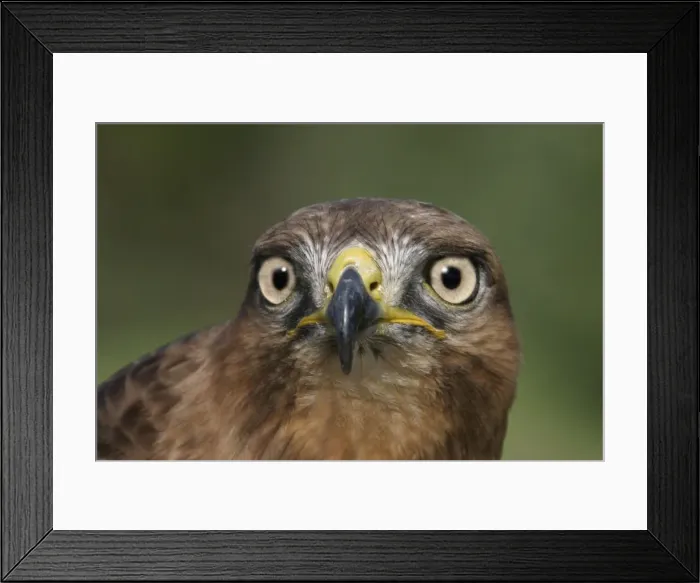 Framed Print : Jackal buzzard - close-up of face showing beak. South Africa Framed Print : Jackal buzzard - close-up of face showing beak. South Africa