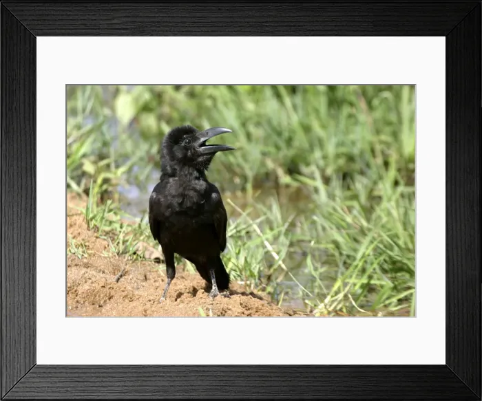 Framed Print : Large-billed Crow Bandhavgarh NP India Framed Print : Large-billed Crow Bandhavgarh NP India