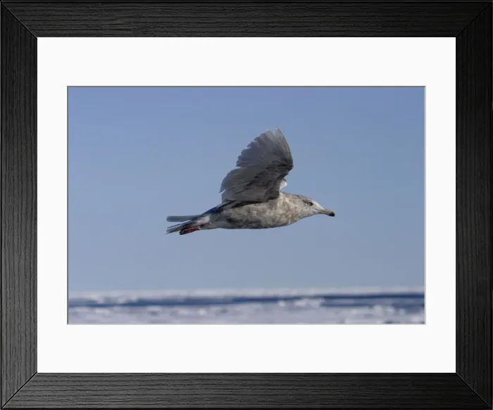 Framed Print : Glaucous Gull in flight North Spitzbergen. Svalbard Framed Print : Glaucous Gull in flight North Spitzbergen. Svalbard