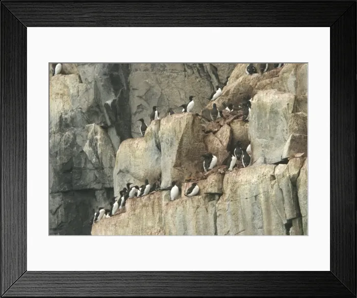 Framed Print : Brunnich's Guillemot - colony nesting on cliffs Nordaustlandet. Svalbard Framed Print : Brunnich's Guillemot - colony nesting on cliffs Nordaustlandet. Svalbard