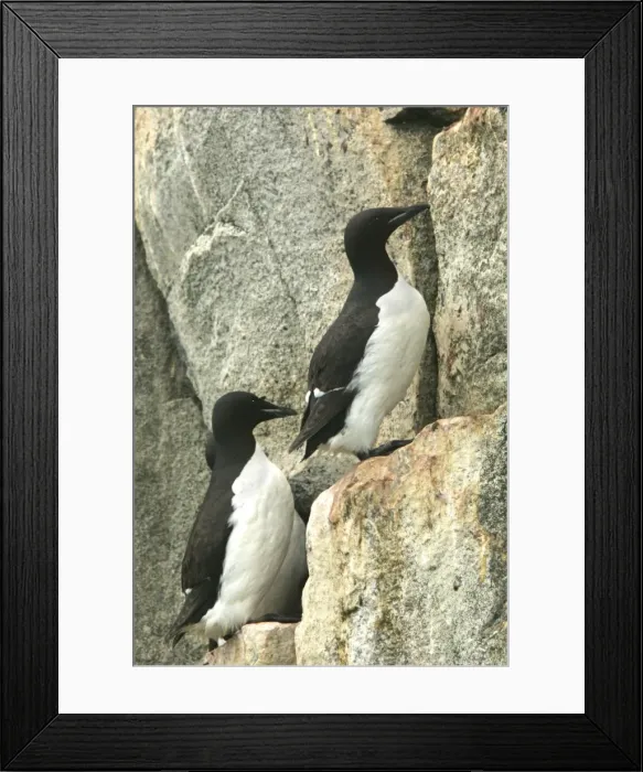 Framed Print : Brunnich's Guillemots - group nesting on cliffs Nordaustlandet. Svalbard Framed Print : Brunnich's Guillemots - group nesting on cliffs Nordaustlandet. Svalbard