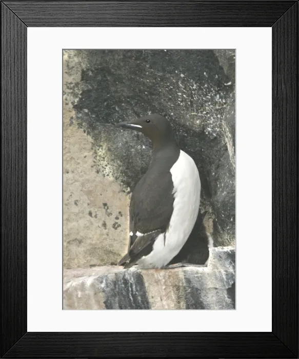 Framed Print : Brunnich's Guillemot - roosting on cliffs Nordaustlandet. Svalbard Framed Print : Brunnich's Guillemot - roosting on cliffs Nordaustlandet. Svalbard