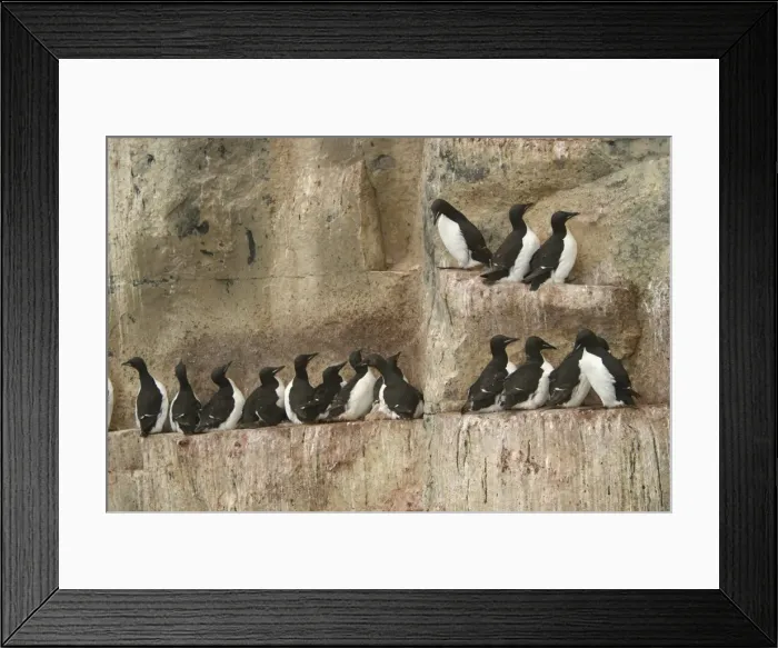 Framed Print : Brunnich's Guillemot / Thick-billed Murre - colony roosting on cliff ledge Nordaustlandet. Svalbard Framed Print : Brunnich's Guillemot / Thick-billed Murre - colony roosting on cliff ledge Nordaustlandet. Svalbard