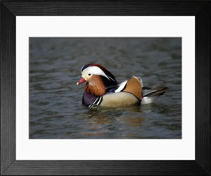 Framed Print : canard mandarin Framed Print : canard mandarin