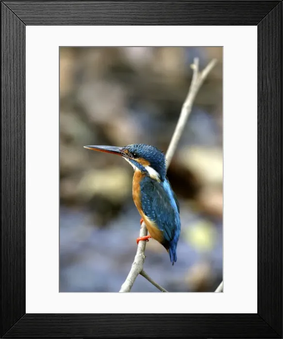 Framed Print : Kingfisher - showing bright blue plumage. France Framed Print : Kingfisher - showing bright blue plumage. France