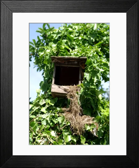 Framed Print : Nest box - destruction / damage caused by a Beech / Stone Marten. France Framed Print : Nest box - destruction / damage caused by a Beech / Stone Marten. France