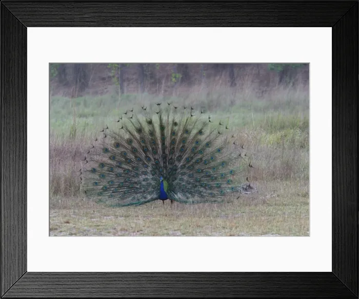 Framed Print : Common Peacock / Peafowl - male displaying tail plumage Bandhavgarh NP, India Framed Print : Common Peacock / Peafowl - male displaying tail plumage Bandhavgarh NP, India
