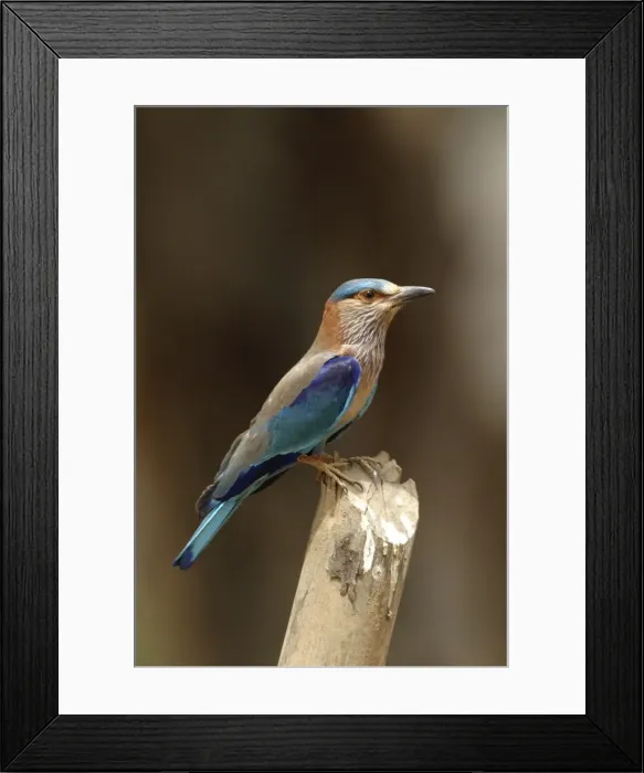 Framed Print : Indian Roller - perched on post. Bandhavgarh NP, India Framed Print : Indian Roller - perched on post. Bandhavgarh NP, India