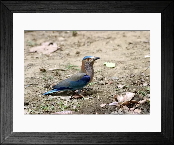 Framed Print : Indian Roller - on ground. Bandhavgarh NP, India Framed Print : Indian Roller - on ground. Bandhavgarh NP, India