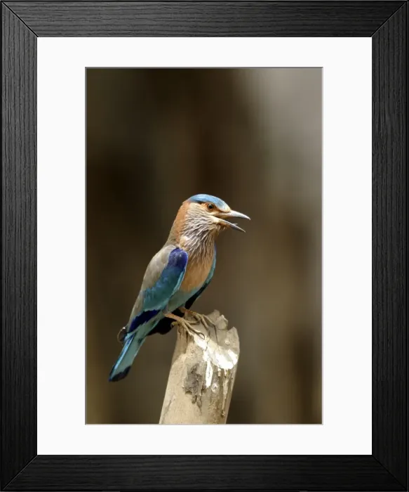 Framed Print : Indian Roller - calling from post. Bandhavgarh NP, India Framed Print : Indian Roller - calling from post. Bandhavgarh NP, India