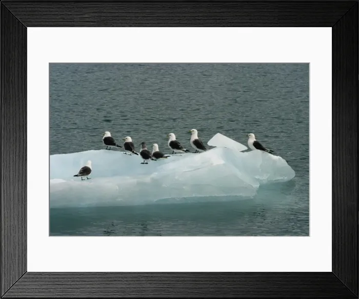 Framed Print : Black-legged Kittiwakes - On ice in Nord East Svalbard Framed Print : Black-legged Kittiwakes - On ice in Nord East Svalbard