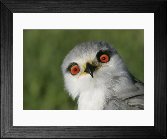 Framed Print : Black-winged / Black-shouldered Kite Cape Province, South Africa Framed Print : Black-winged / Black-shouldered Kite Cape Province, South Africa