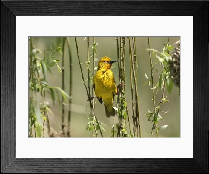 Framed Print : Cape Weaver Cape province. South Africa Framed Print : Cape Weaver Cape province. South Africa