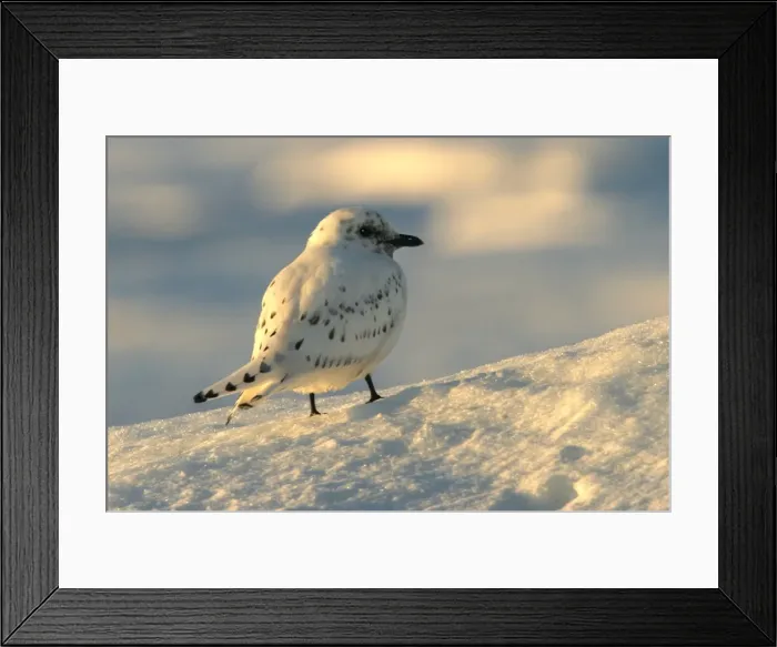 Framed Print : Ivory Gull resting on ice North East Svalbard Framed Print : Ivory Gull resting on ice North East Svalbard
