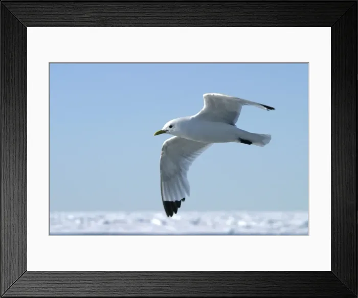 Framed Print : Black-legged Kittiwake North East Svalbard Framed Print : Black-legged Kittiwake North East Svalbard