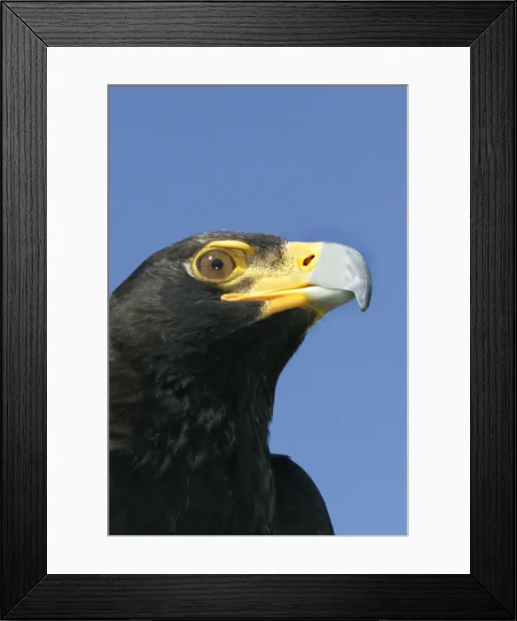 Framed Print : Verreaux's Eagle South Africa Framed Print : Verreaux's Eagle South Africa