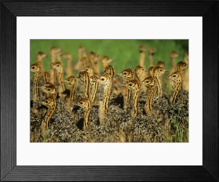 Framed Print : Ostrich - group of juveniles Framed Print : Ostrich - group of juveniles