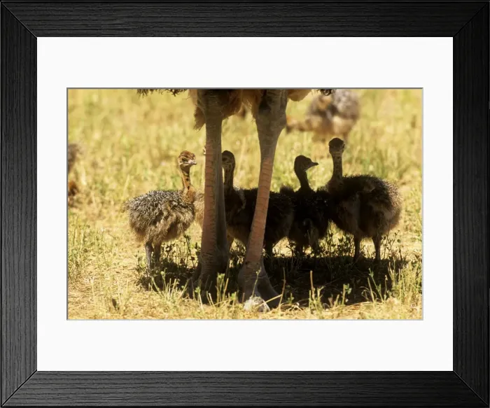 Framed Print : Ostrich - adult legs & four chicks sheltering in the adults shade Framed Print : Ostrich - adult legs & four chicks sheltering in the adults shade