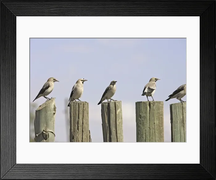 Framed Print : Wattled Starling. Bale Mountains - Ethiopia - Africa Framed Print : Wattled Starling. Bale Mountains - Ethiopia - Africa
