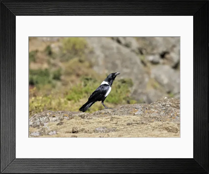 Framed Print : Pied Crow. Simien mountains - Ethiopia Framed Print : Pied Crow. Simien mountains - Ethiopia