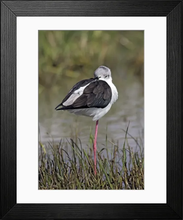 Framed Print : Black-winged Stilt. Bale mountains - Ethiopia Framed Print : Black-winged Stilt. Bale mountains - Ethiopia