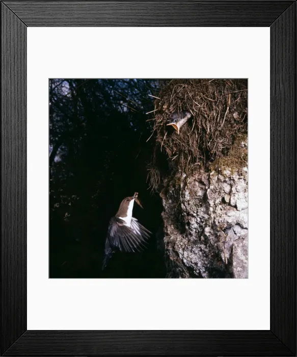 Framed Print : Dipper - feeding young at nest on Riverbank Framed Print : Dipper - feeding young at nest on Riverbank