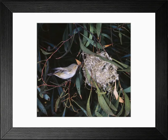 Framed Print : Brown Weebill Framed Print : Brown Weebill