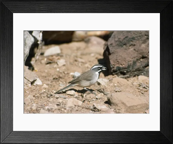 Framed Print : Black-throated Sparrow Framed Print : Black-throated Sparrow