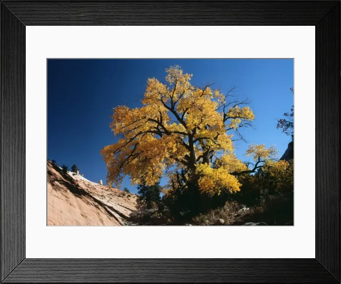 Framed Print : Fremont's Cottonwood - in October Framed Print : Fremont's Cottonwood - in October