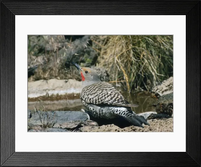 Framed Print : Red-shafted Flicker - male Framed Print : Red-shafted Flicker - male