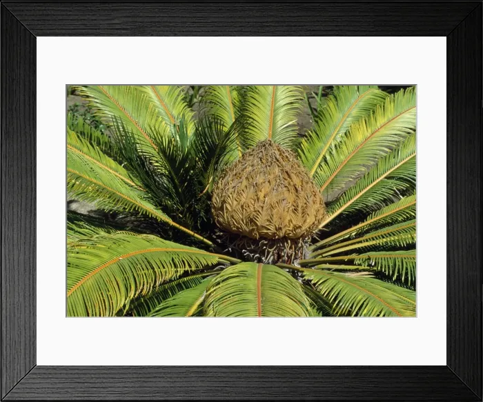 Framed Print : Sago Palm - female flower Framed Print : Sago Palm - female flower