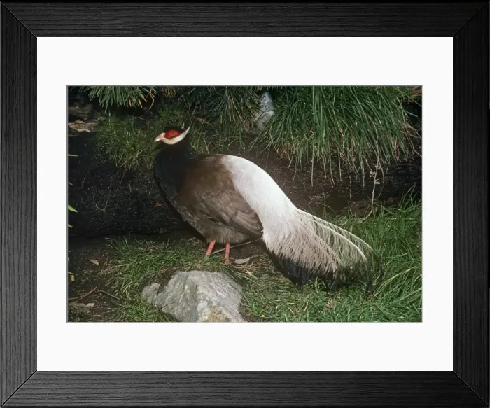 Framed Print : Brown-eared Pheasant / Manchurian-eared Pheasant Framed Print : Brown-eared Pheasant / Manchurian-eared Pheasant