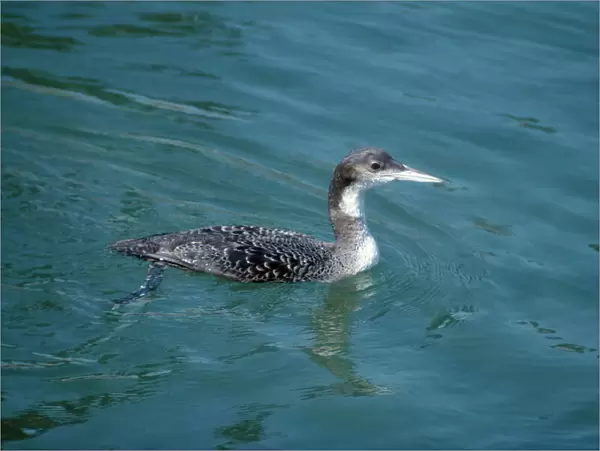 Common Loon  /  Great Northern Diver