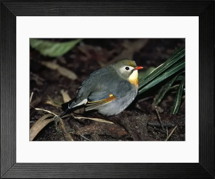 Framed Print : Pekin Robin / Red-billed Leiothrix Framed Print : Pekin Robin / Red-billed Leiothrix